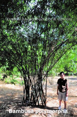 Bamboo grove with person