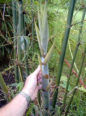 Person examining bamboo plant growth