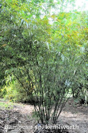 Tall bamboo with green leaves