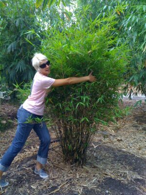 Woman embracing a lush bamboo bush