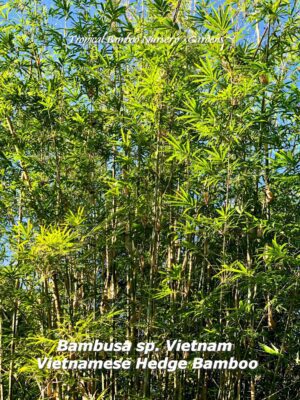 Dense bamboo grove under blue sky