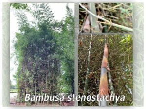 Bambusa stenostachya growth stages
