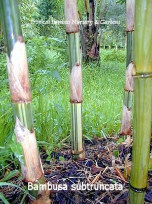 Bambusa subtunctata in natural setting