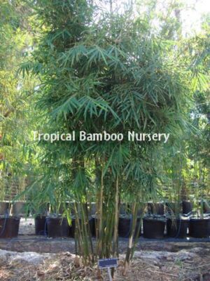 Green bamboo growing outdoors.