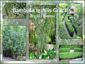 Bambusa textilis Gracilis bamboo collage