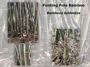 Bambusa tuldoides stems and shoots