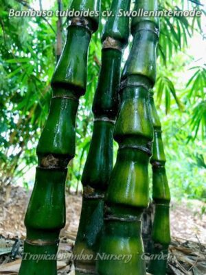 Unique bamboo growth pattern in a garden