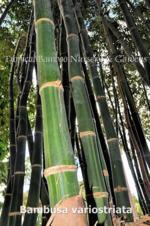 Tall bamboo stalks in garden