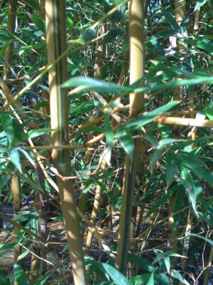 Bambusa ventricosa 'Kimmei' - Kimmei Bamboo