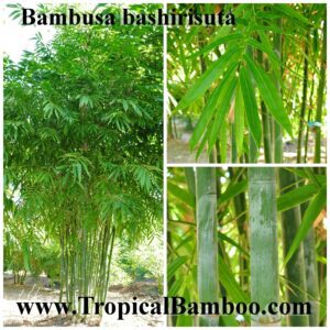 Close-up of bamboo leaves