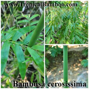 Bambusa cerosissima plant detail