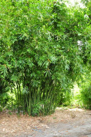 Dense bamboo grove with tall green stalks
