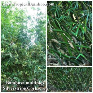 Bambusa multiplex foliage and stems close-up