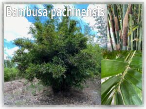 Bambusa pachinensis