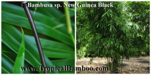 Tropical bamboo with lush green foliage