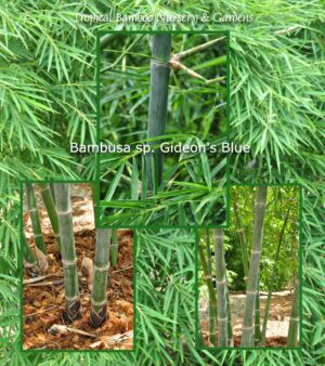 Bambusa sp. Gideon's Blue variety