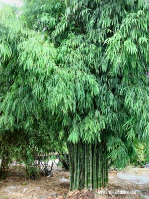 Tall bamboo stalks in nature