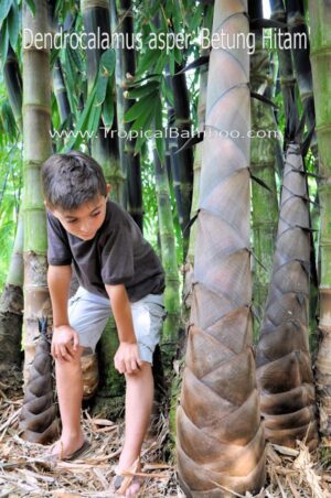 Child near large bamboo shoots