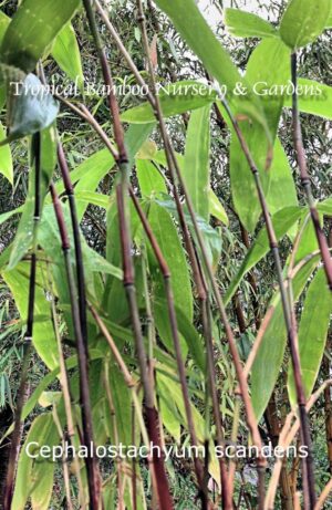 Bamboo stalks with green leaves