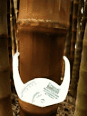 Bamboo growth measurement device