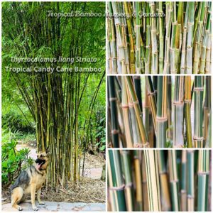 x Thyrsocalamus liang striata (Bambusa nana var. striata) - Candy Bamboo