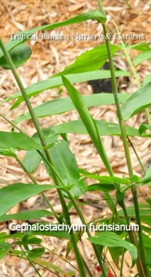 Green bamboo plant close-up