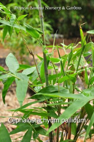 Cephalostachyum pallidum bamboo leaves