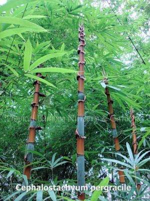 Cephalostachyum pergracile in lush forest