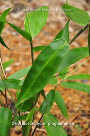 Close-up of bamboo plant leaves