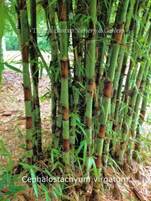 Lush green bamboo with brown nodes