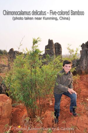 Bamboo plant with person in nature