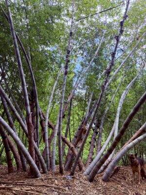 Dendrocalamus copelandii - Tropical Bamboo Nursery