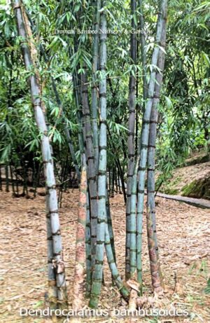 Bamboo grove in a forest setting