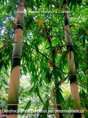 Tropical bamboo garden scene
