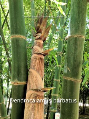 Bamboo grove with tall shoots