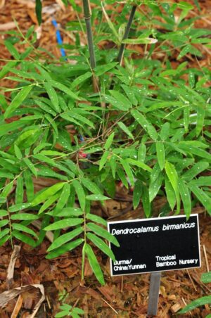 Dendrocalamus birmanicus in nursery display