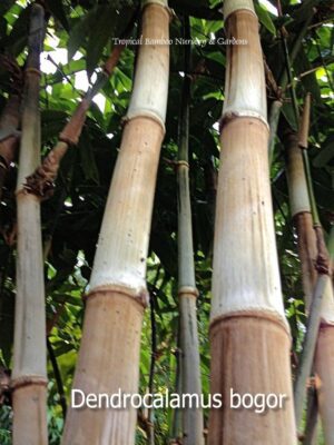 Close-up of Dendrocalamus bogor bamboo