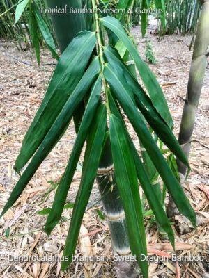 Sweet Dragon Bamboo plant