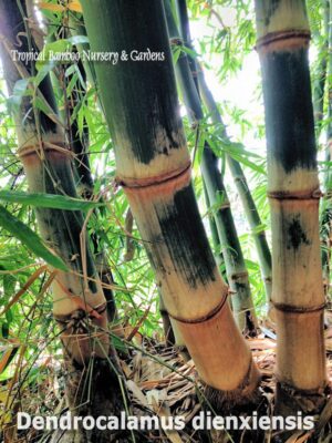 Tropical bamboo garden scene