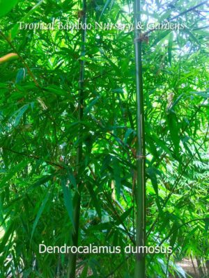 Green bamboo stalks in nursery setting