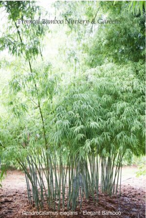 Tropical bamboo grove with sunlight