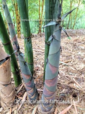 Bamboo stalks in a garden