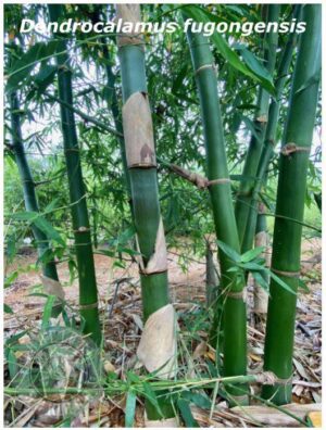 Tall bamboo plants in forest