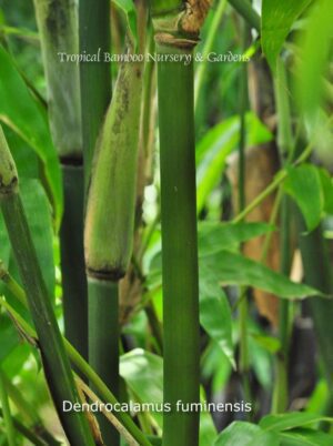 Close-up of bamboo stalks and leaves