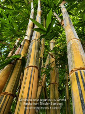 Dendrocalamus giganteus cv Striata - Ratchathani Tricolor Bamboo
