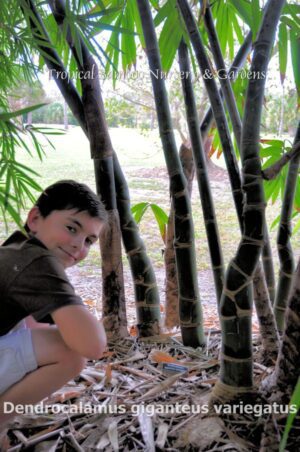 Child crouching among bamboo stalks