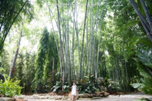 Person beside towering bamboo plants
