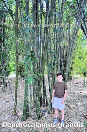 Young boy in bamboo forest