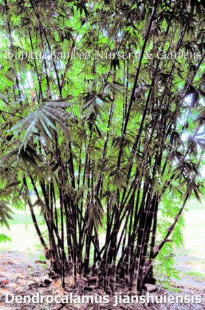 Tall bamboo stalks in natural environment