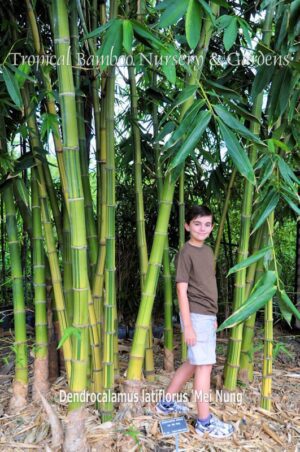 Young boy in bamboo grove